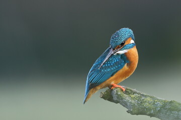Zimorodek zwyczajny (Albedo atthis) Kingfisher © Patryk
