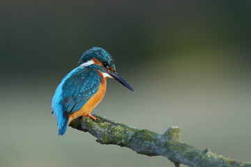 Zimorodek zwyczajny (Albedo atthis) Kingfisher © Patryk
