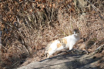 cat on the grass