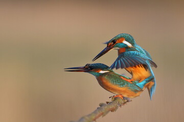 Zimorodek zwyczajny (Albedo atthis) Kingfisher - obrazy, fototapety, plakaty