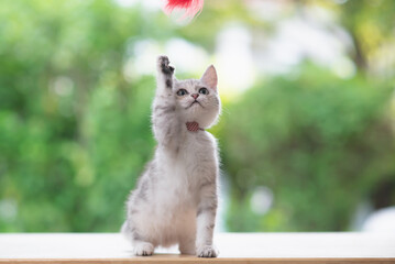 Cute scottish kitten is played by lifting the paw and looking up © lalalululala