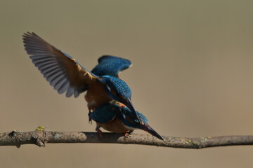 Zimorodek zwyczajny (Albedo atthis) Kingfisher © Patryk