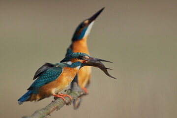 Zimorodek zwyczajny (Albedo atthis) Kingfisher © Patryk