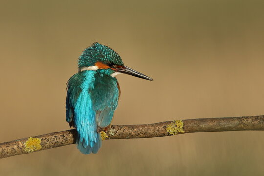 Zimorodek zwyczajny (Albedo atthis) Kingfisher
