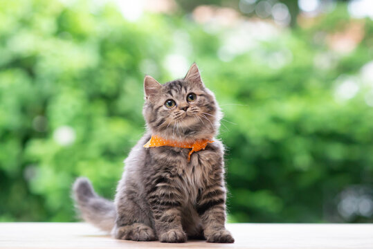 Cute persian kitten sitting  and looking up