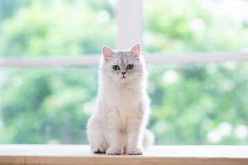 persian cat sitting on wood table