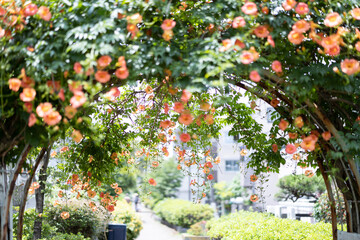 マルバルコウソウ