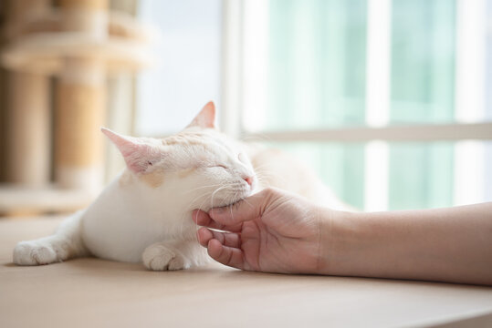 Asian woman hand petting a cat while lying
