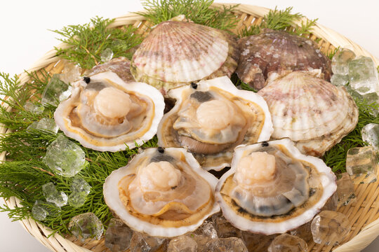 殻付きホタテ の画像 150 件の Stock 写真 ベクターおよびビデオ Adobe Stock