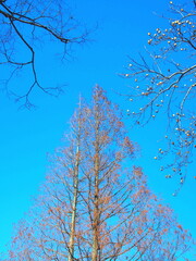 公園の枯れ木の欅とメタセコイアとユリノキと青空