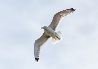 A seagull is flying in the sky.