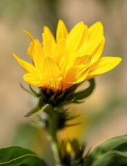 Close-up of a yellow flower in the park.