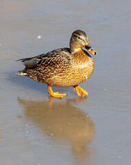 Duck on ice in winter.