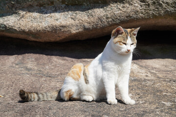 Obraz premium cat on the beach