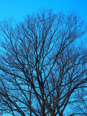 真冬の市指定の保存樹の欅の枯れ木