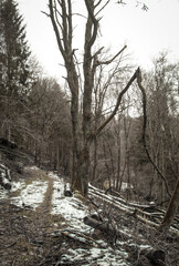 Kahler Baum im Winterwald