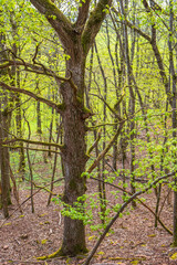 Naklejka premium Lush trees in a forest in the spring