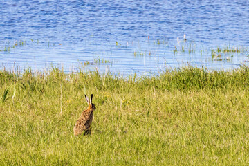 Hare on a meadow by a lake shore