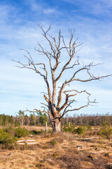 Dead single deciduous tree on a clearcutting