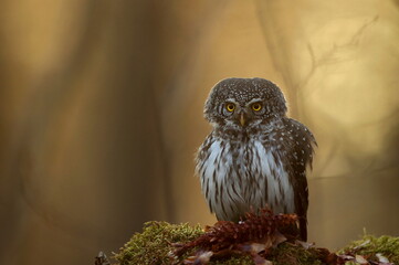 Sóweczka zwyczajna( Pygmy owl) Glaucidium passerinum © Patryk