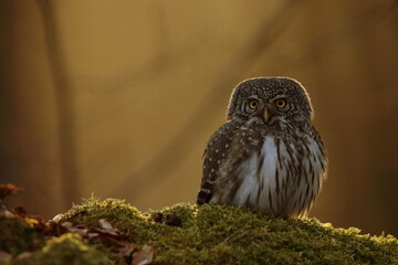 Sóweczka zwyczajna( Pygmy owl) Glaucidium passerinum © Patryk