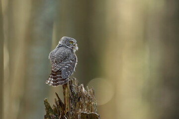 Sóweczka zwyczajna( Pygmy owl) Glaucidium passerinum © Patryk