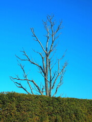 冬の檜葉の生垣とチャンチンの枯れ木と青空