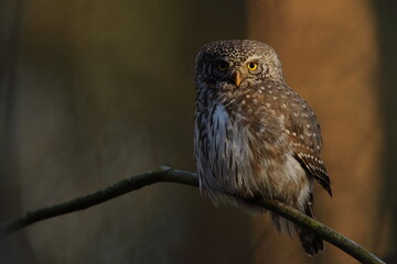 Sóweczka zwyczajna( Pygmy owl) Glaucidium passerinum © Patryk