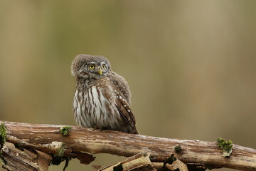 Sóweczka zwyczajna( Pygmy owl) Glaucidium passerinum © Patryk