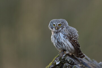Sóweczka zwyczajna( Pygmy owl) Glaucidium passerinum © Patryk