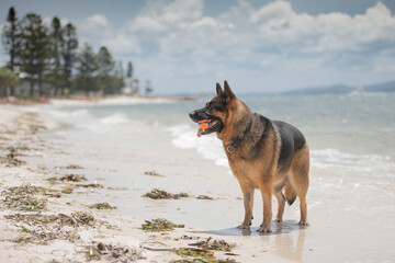 A female German Shepherd Dog enjoying a day at the beach.