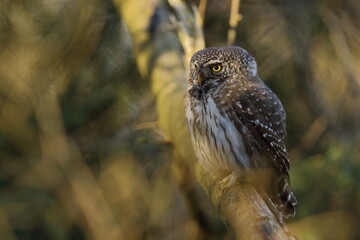 Sóweczka zwyczajna( Pygmy owl) Glaucidium passerinum © Patryk