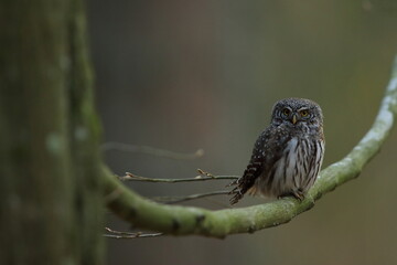 Sóweczka zwyczajna( Pygmy owl) Glaucidium passerinum