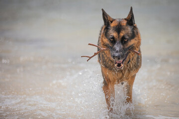 A female German Shepherd Dog enjoying a day at the beach.