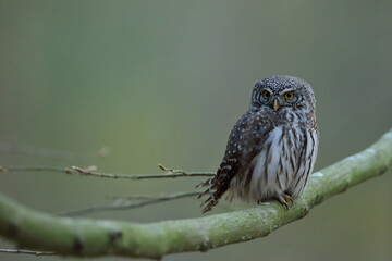 Sóweczka zwyczajna( Pygmy owl) Glaucidium passerinum © Patryk