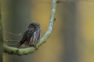 Sóweczka zwyczajna( Pygmy owl) Glaucidium passerinum © Patryk