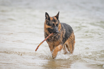 A female German Shepherd Dog enjoying a day at the beach.