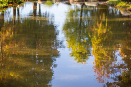 larch tree reflected on water