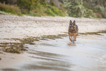 A female German Shepherd Dog enjoying a day at the beach.