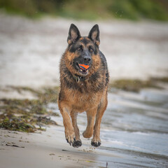 A female German Shepherd Dog enjoying a day at the beach.