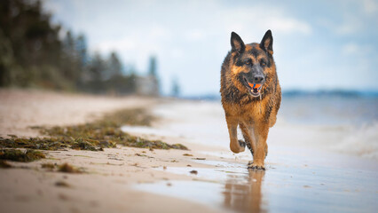 A female German Shepherd Dog enjoying a day at the beach.