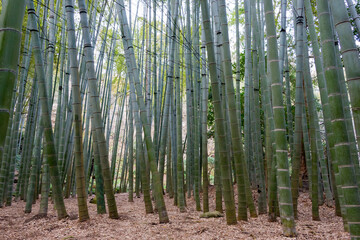 Kanagawa, Japan - Bamboo forest at Hokokuji Temple in Kamakura, Kanagawa, Japan. The temple was originally built in 1334.
