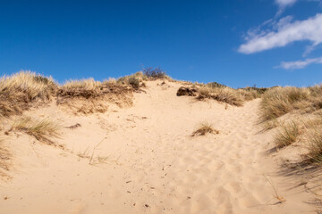 Fototapeta na wymiar Massif dunaire d'Ecault, entre Equihen-plage et Hardelot-plage
