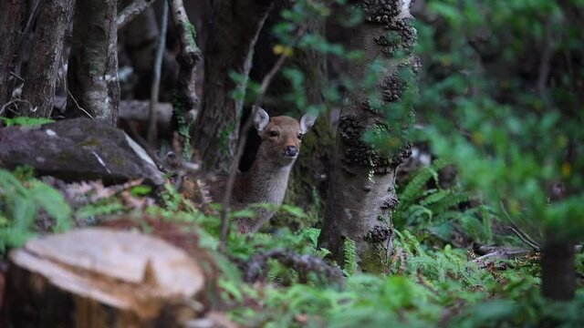 Wild deer in Yakushima island Kagoshima Japan