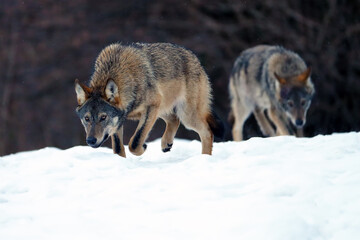 The grey wolf or gray wolf (Canis lupus) emerges from the forest in heavy snowfall. A big Carpathian wolves rises on a meadow. European wolf in winter sniffs the snow.