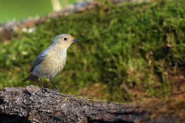 The common redstart (Phoenicurus phoenicurus), or often simply redstart, is a young bird sitting on an old root. The usual grey bird of Central Europe.