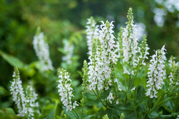 white salvia flowers in garden