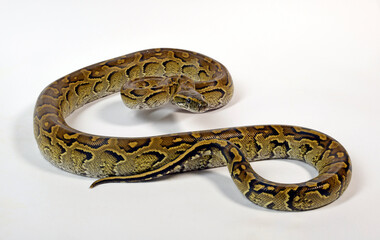African rock python // Nördlicher Felsenpython (Python sebae)