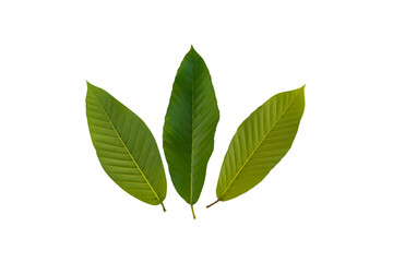 Fototapeta premium Dipterocarpus alatus leaves.Very beautiful green leaves. On a white background.