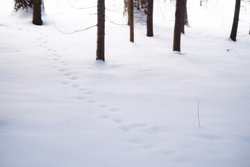 Winter in spruce forest, spruces covered with white fluffy snow. ski resort. Great view of wilderness. Explore beauty of land. Tourism concept. Happy New Year.